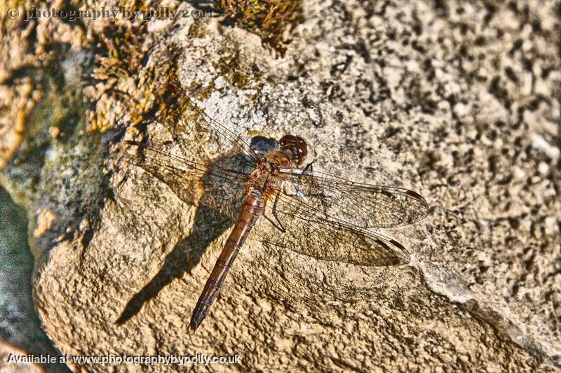 Dragonfly Wings