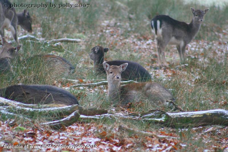 Dreamy Deer