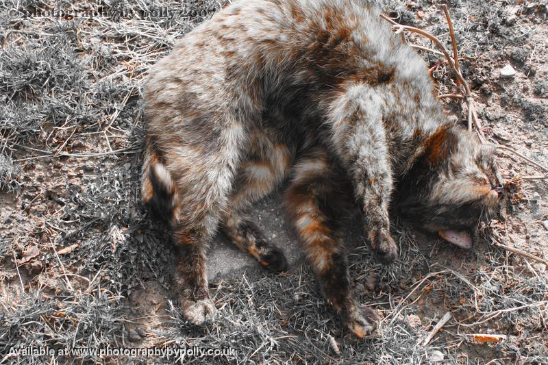 Dust Bath