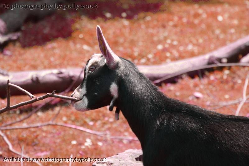 Extreme Flossing