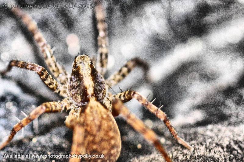 Eyes and Hairs