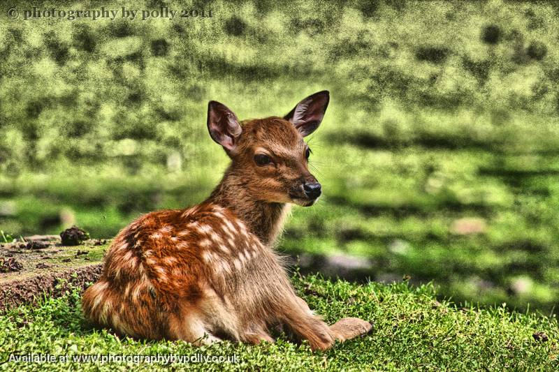 Fawn