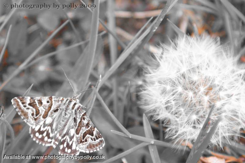 Feathers