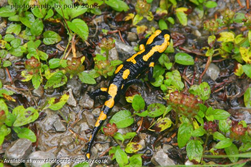 Fire Salamander