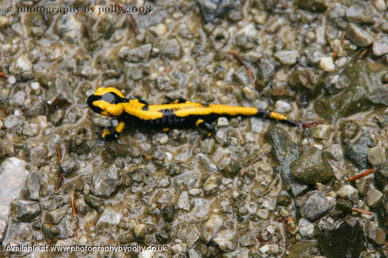 Fire Salamander 2