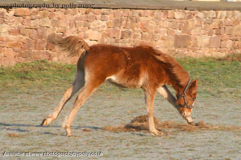 Foal Spirit