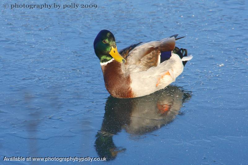 Frozen Duck