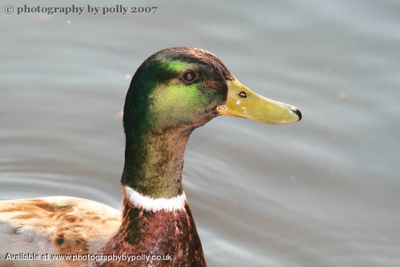 Happy Quacker