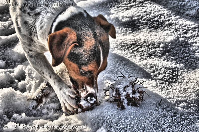 Hazelnut Hound