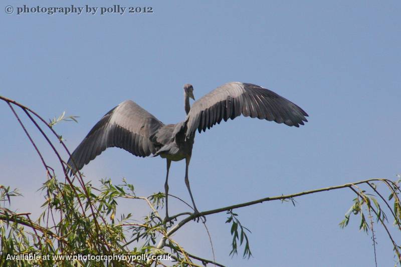 In A Flap