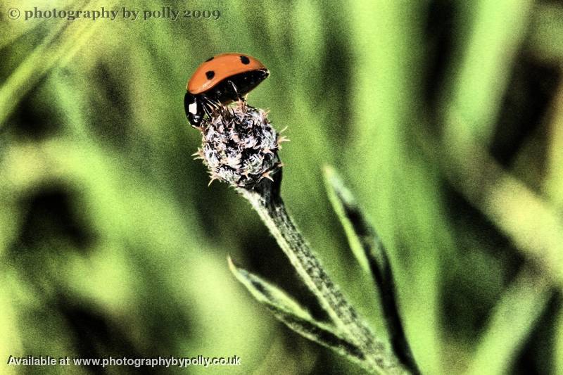 Lady Bug