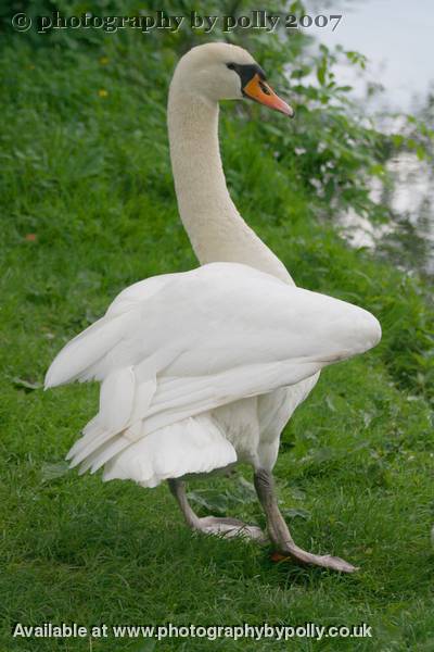 Lotus Swan Wing