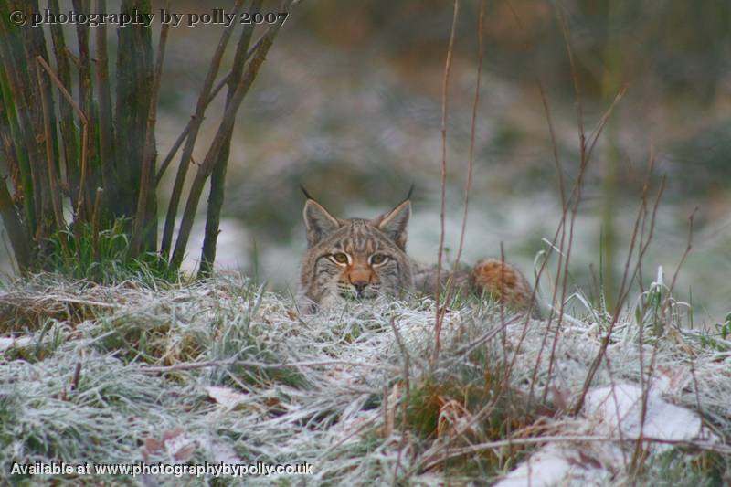 Lynx Cub