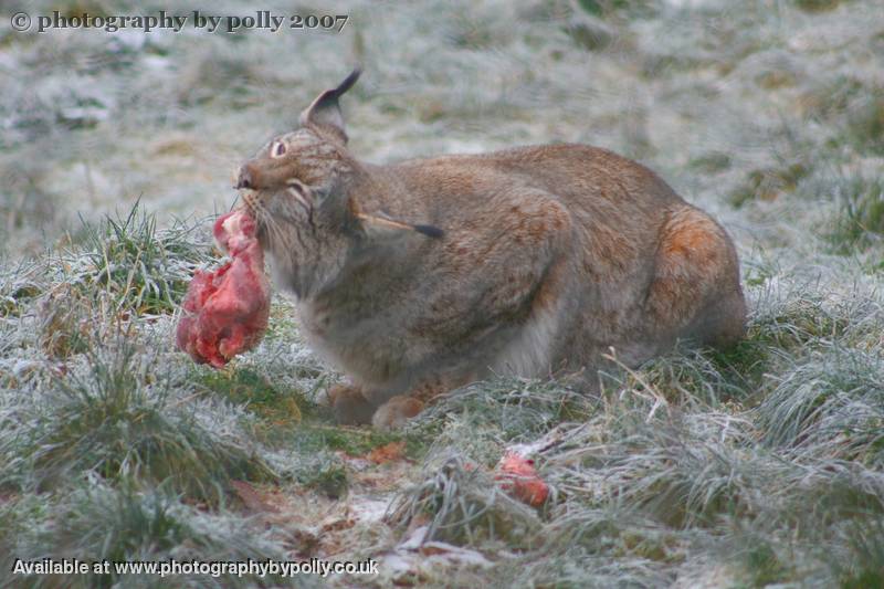 Lynx Lunch