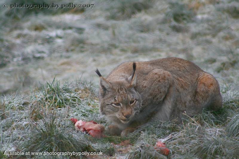 Lynx Lunch Swallow