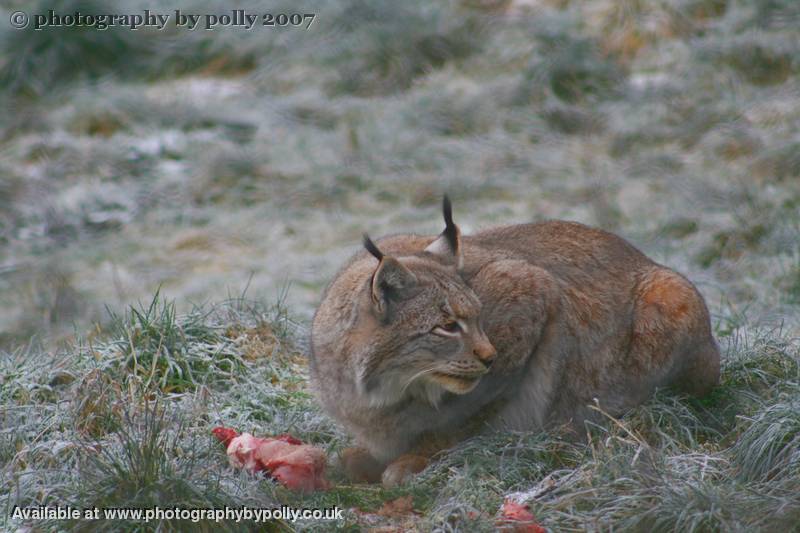 Lynx Lunch Watching