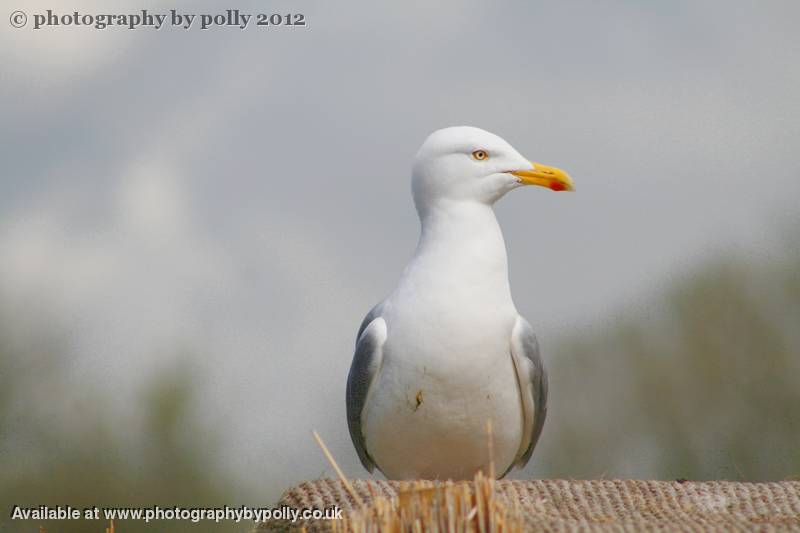 Mucky Gull