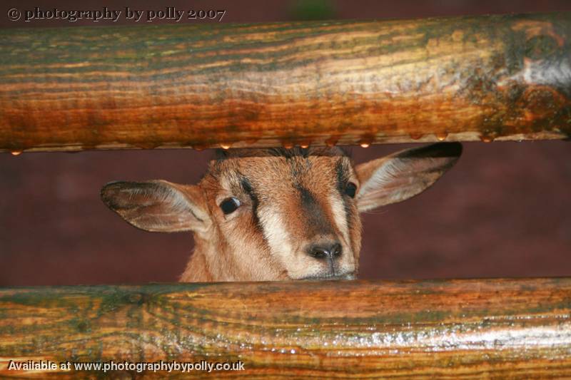 Nosy Neighbour