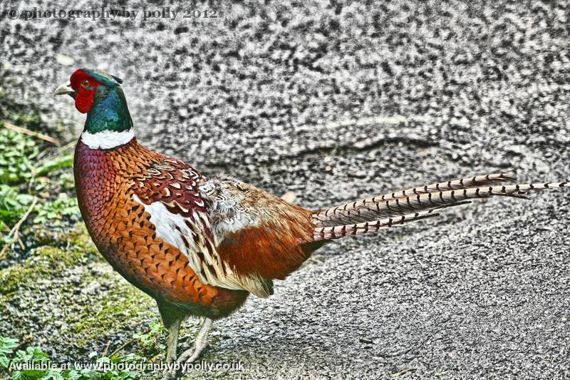 Pheasant