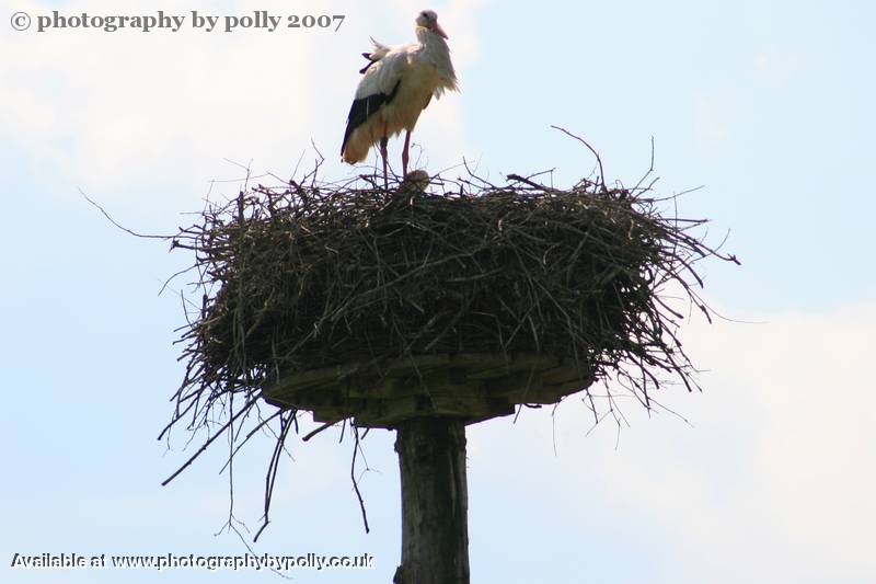 Puffed Stork