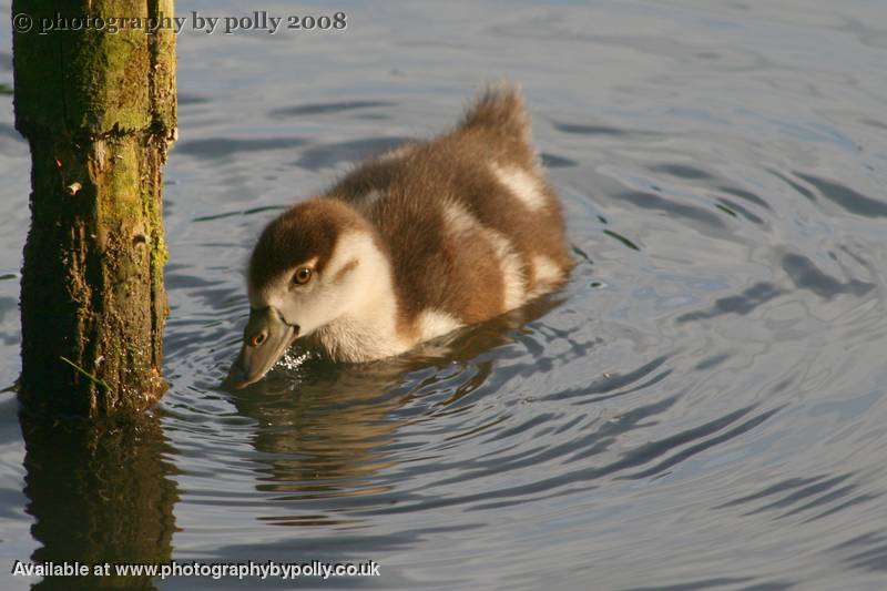 Quack Snack