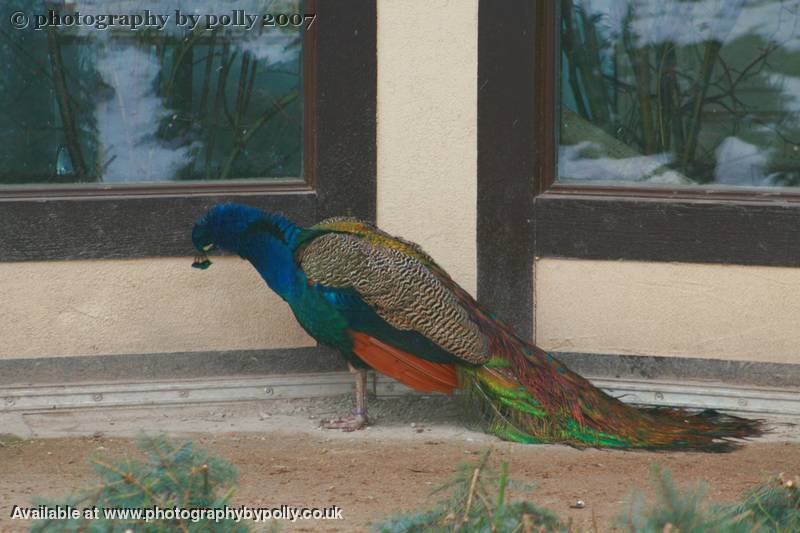 Shamed Peacock