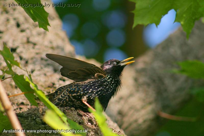 Starling Wing