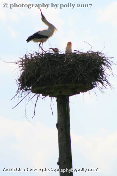 Stork Ritual