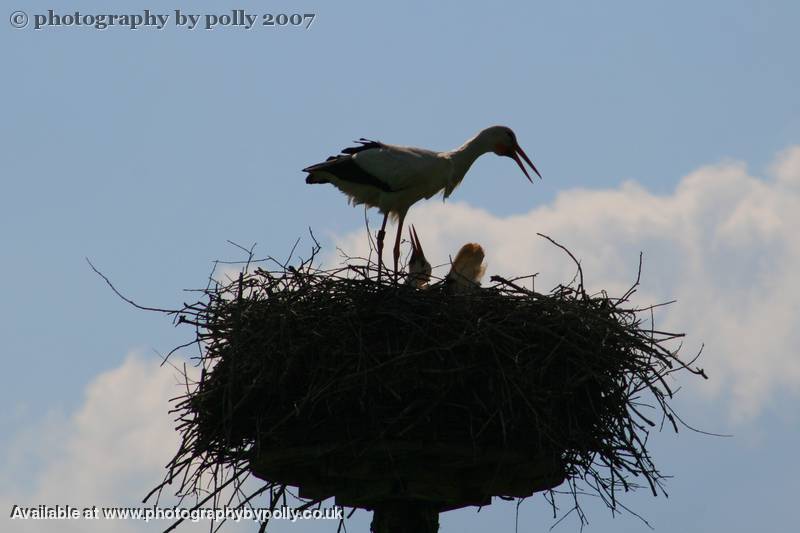 Stork Talk