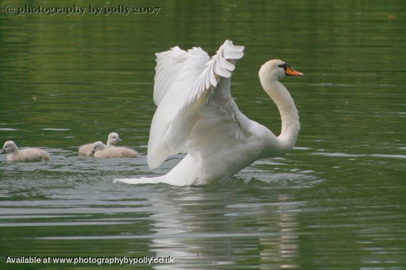 Swan Feathers