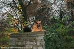 Beautiful Gargoyle