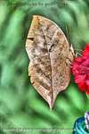 Bogus Leaf
