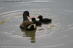 Coot Feed