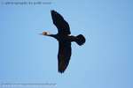 Cormorant