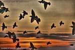 Evening Enterage
