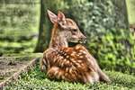 Fawn Aware