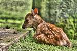 Fawn Eyes