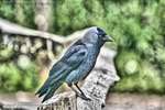 Jackdaw