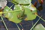 Lily Pad Lounger