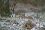 Lynx Cub