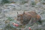 Lynx Lunch Lick Lips