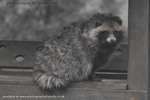 Racoon Fuzz