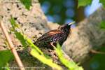 Starling