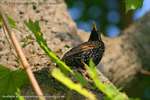 Starling Watch