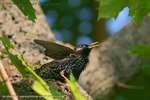 Starling Wing