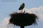 Stork Mating