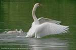 Swan Conduct