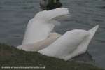 Swan Contortions