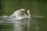 Swan Relax