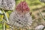 Thistle Beatle